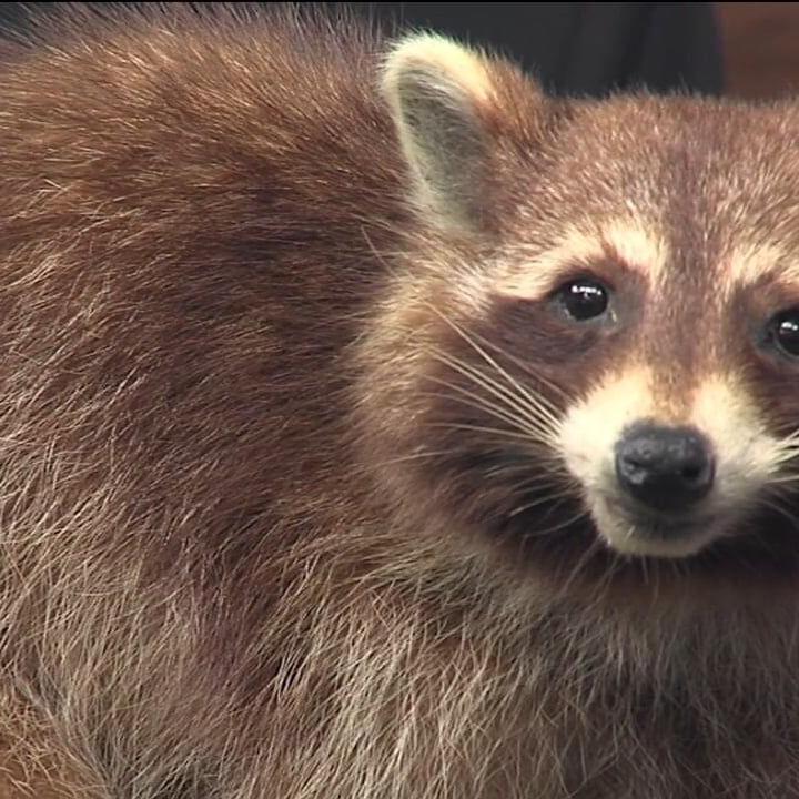 JAMPD tells us all about the raccoon